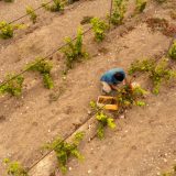 Temporero extranjero agachado trabajando en la recolección del campo.